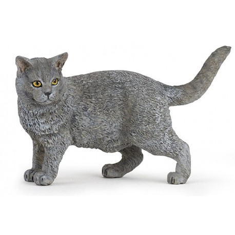 Chat Gris Chartreux - Papo Chat Gris Chartreux - Papo