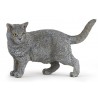 Chat Gris Chartreux - Papo